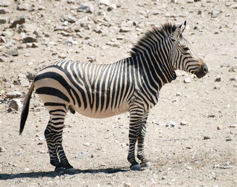 File:Hartmann zebra hobatere S.jpg - Wikipedia