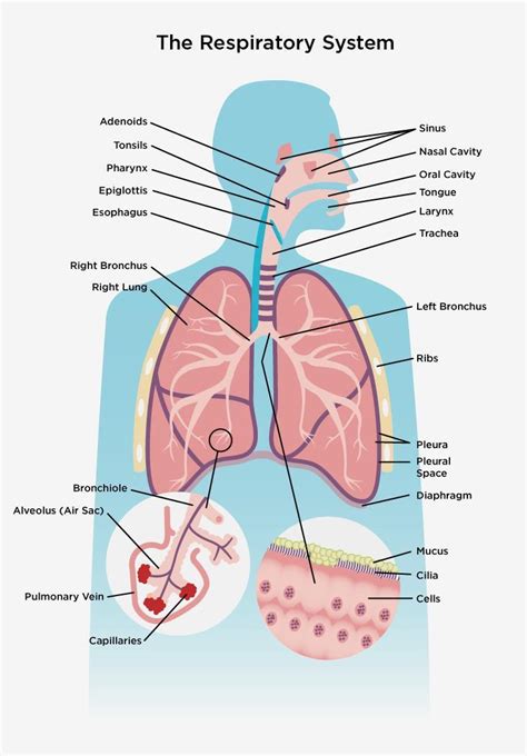 explain respiratory system in human beings with well labelled diagram - Brainly.in