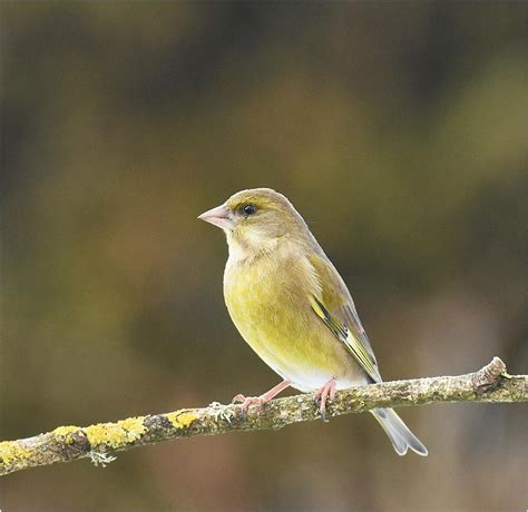 Greenfinch, female by MalcolmM | ePHOTOzine