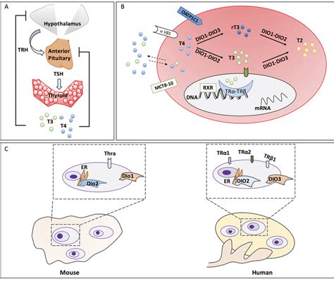 HPT-axis and peripheral TH metabolism/signalling in mammals. (A)... | Download Scientific Diagram