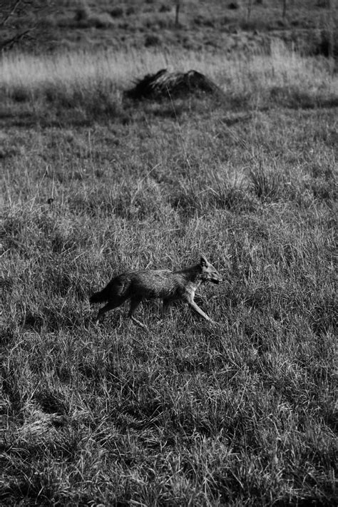 royal bengal tiger, golden jackal and spotted deer. Kanha tiger reserve, india : r/Nikon