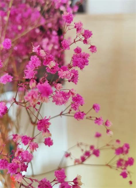 Close Up Photo of Pink Baby's Breath · Free Stock Photo