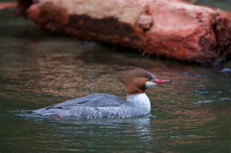 A female Common Merganser | BirdNote