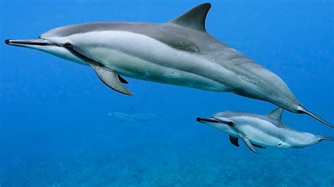 Spinner Dolphin Facts