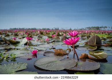 Kerala Tourism: Over 46,935 Royalty-Free Licensable Stock Photos | Shutterstock