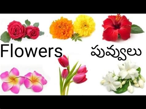 Flowers Names In Telugu List | Best Flower Site