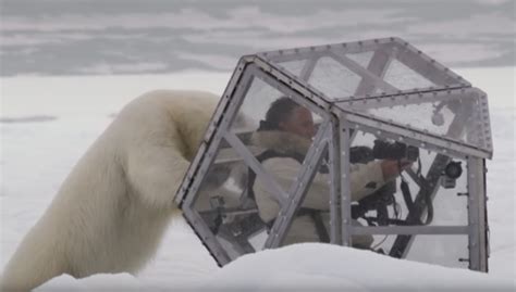 Terrifying Video Shows Polar Bear Attempting to Break Through Glass to ...