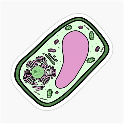 "Plant Cell Cartoon Drawing" Sticker by AxetylCo | Redbubble