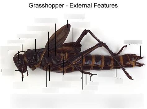 Grasshopper Anatomy Diagram | Quizlet