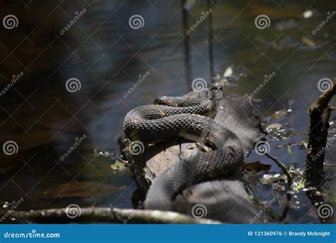 Broad-banded Water Snake on a Log Stock Photo - Image of nonvenomous ...