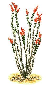 44 Ocotillo Pattern ideas | ocotillo, desert plants, planting flowers