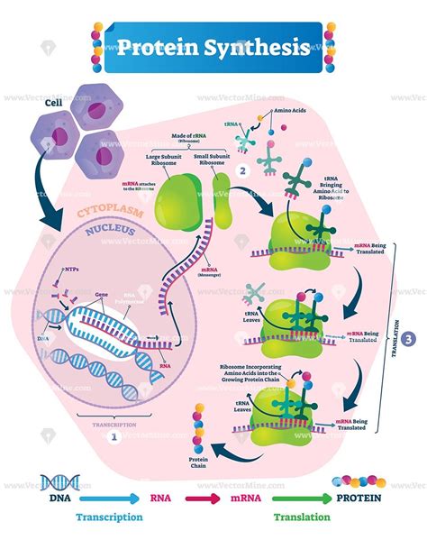 Protein synthesis vector illustration. Labeled transcription and ...