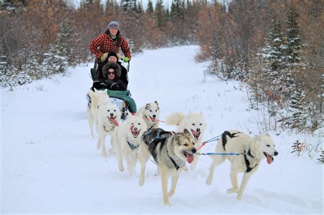 Ethical & Sustainable Dog Sledding in the Arctic | Canada