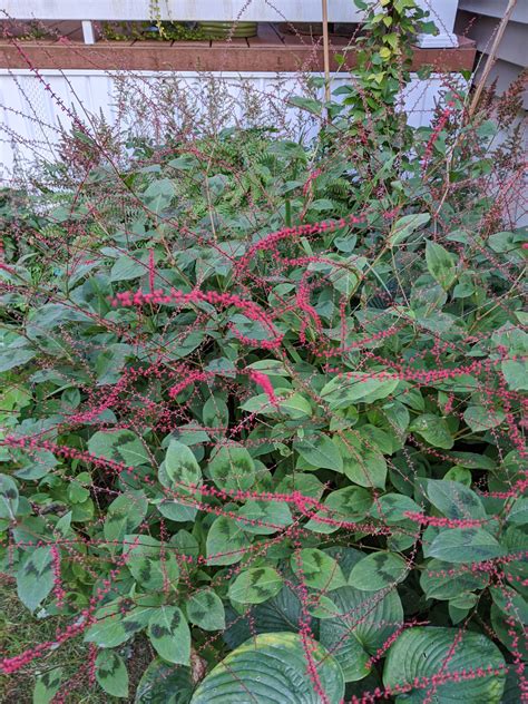 Persicaria virginiana 'Lance Corporal' Seeds - Saratoga Seed