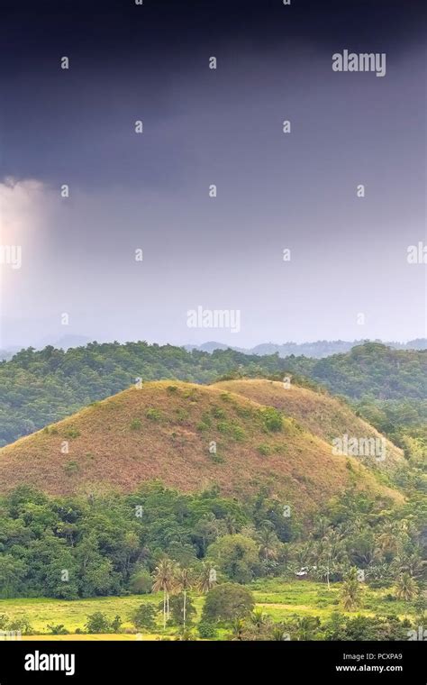 Chocolate Hills geological formation-rolling terrain of haycock hills-conical shaped limestone ...