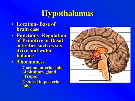 PPT - Hypothalamus PowerPoint Presentation, free download - ID:394800