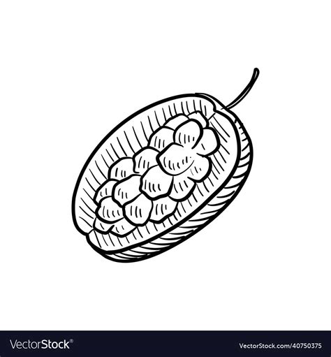 Jackfruit drawing sketch of fruit Royalty Free Vector Image