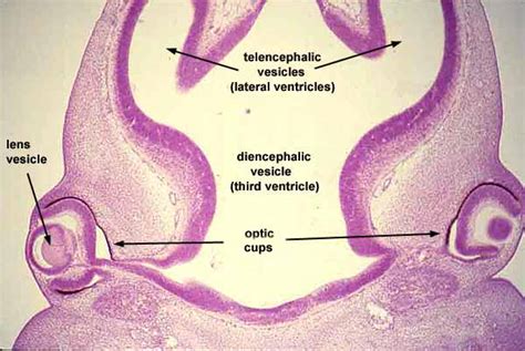 Histology at SIU