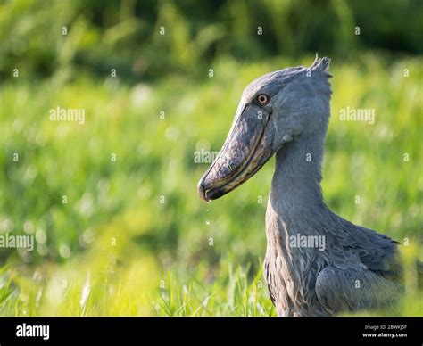 Shoebill stork habitat hi-res stock photography and images - Alamy