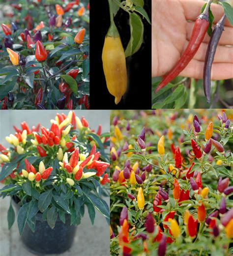 A collection of spice chillies. Buy your seed here - Sea Spring Seeds