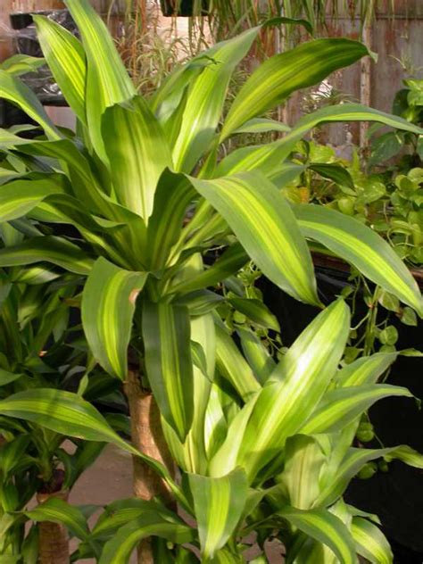 Dracaena Fragrans - Thai Garden Design