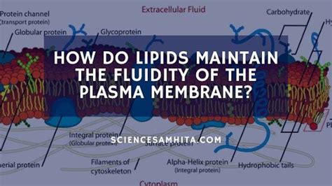 How do lipids maintain the fluidity of the plasma membrane? – Science Samhita