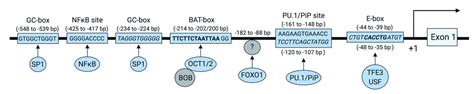 The regulation and function of CD20: an “enigma” of B-cell biology and ...