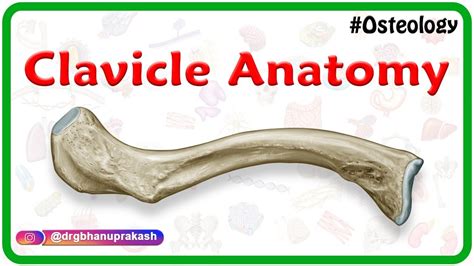 Sternal End Of Clavicle Articulates With - slideshare