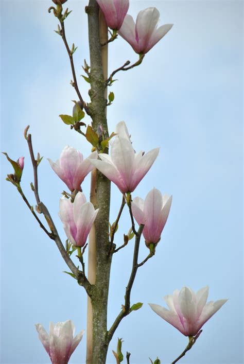 Magnolia 'Heaven Scent' | Van den Berk Nurseries | Magnolia, Heaven, Scent