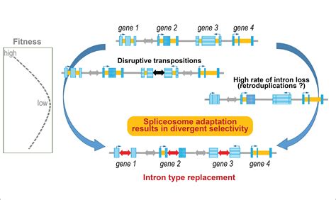 New Intron Splicing Code Revealed in Tunicates | Sars International ...