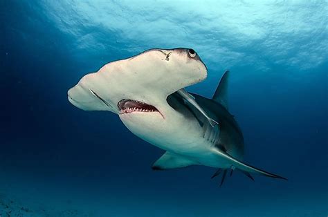 The World's Largest Sharks - WorldAtlas.com