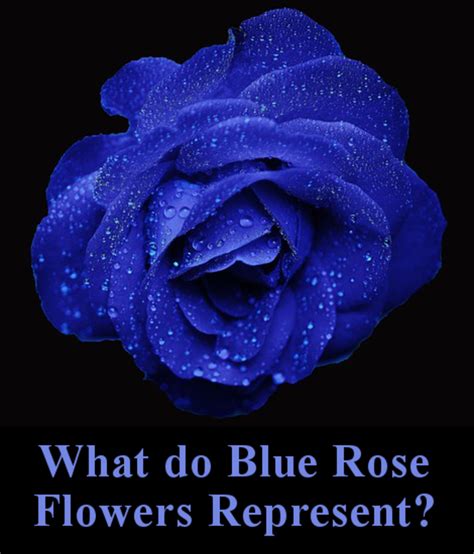 All the Different Colors of Roses and Their Meanings | HubPages