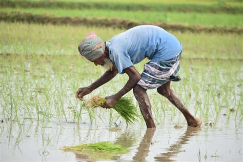 Rice Transplanter Philippines