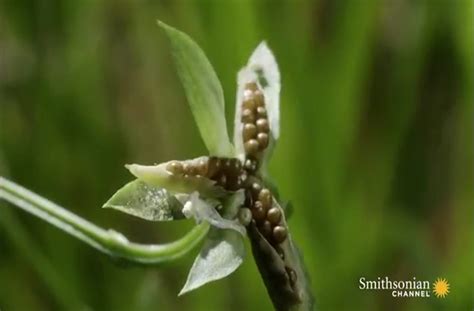 Stunning slow-motion footage shows how some plants explode to disperse ...