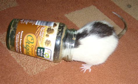 Into the Peanut Butter Jar · Rats · swinny.net