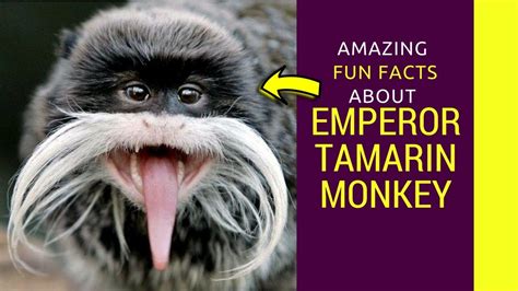 Emperor Tamarin monkey Baby Emperor Tamarin monkey pet facts for kids - YouTube