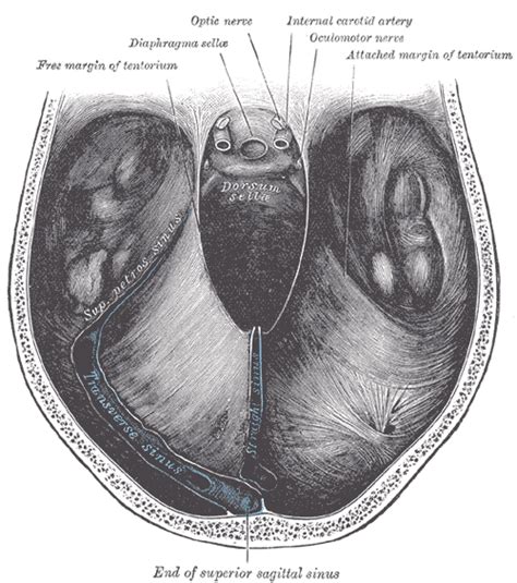 Cerebellar tentorium - Wikipedia