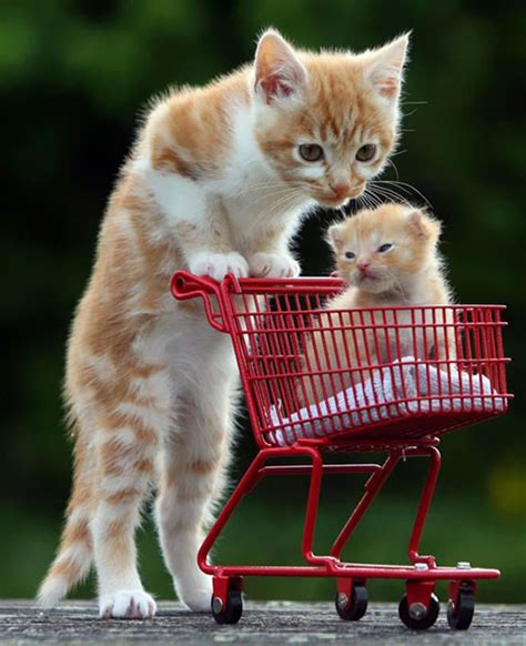 10 photos magnifiques de mamans qui posent avec leur chaton! | Minous ...