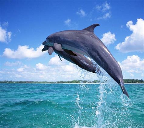 Dolphins | Dolphin photos, Dolphins, Underwater sea