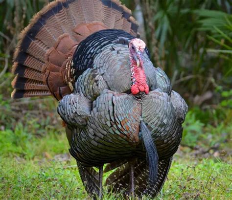 Osceola Wild Turkey – Forestry.com
