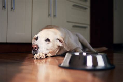 Lethargic Dog: Symptoms, Causes, and Treatments - Veterinarians.org