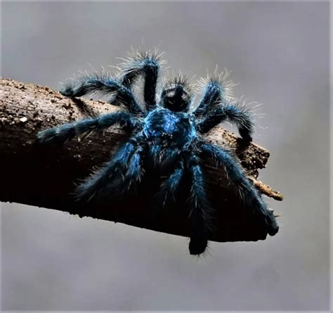 Antilles pinktoe tarantula - Facts, Diet, Habitat & Pictures on Animalia.bio