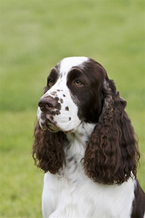 Can English Springer Spaniel Be Black