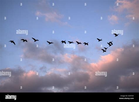 A flock of canada geese fly in v formation against a sunset sky. Birds ...