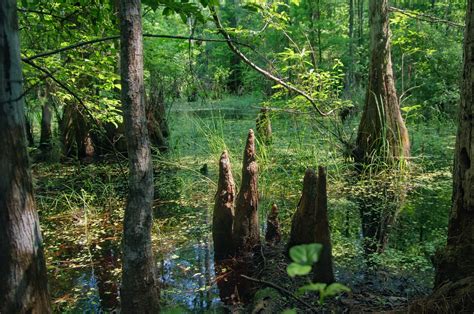 Are Peatlands The Forgotten Fix to Climate Change?