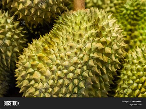 Durian Big Green Image & Photo (Free Trial) | Bigstock