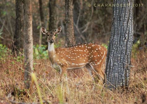 Barnawapara Wildlife Sanctuary, Chhattisgarh | Entry Fee, Timings, How ...