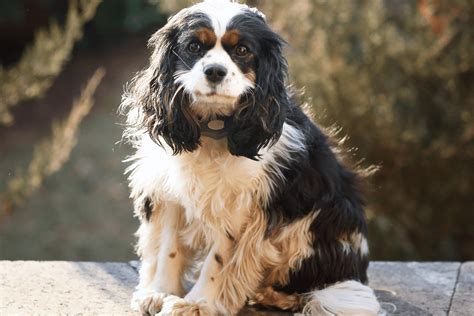 The Mini Cocker Spaniel: Everything You Need to Know