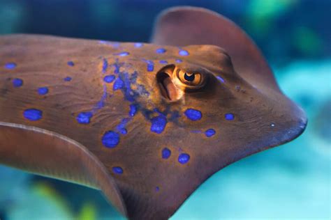 Shuffling into Stingray Conservation - Brevard Zoo Blog