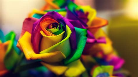 Rainbow Roses Wallpaper